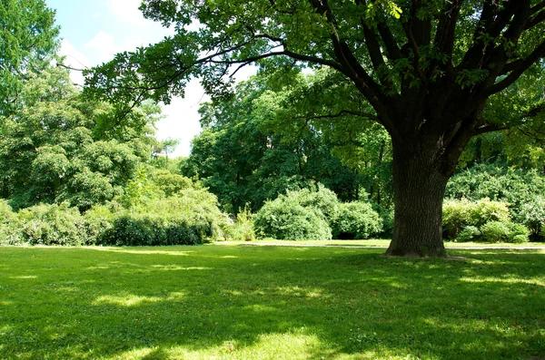 Fertilizing Your Garden: A Practical Guide to Lime and Other Nutrients